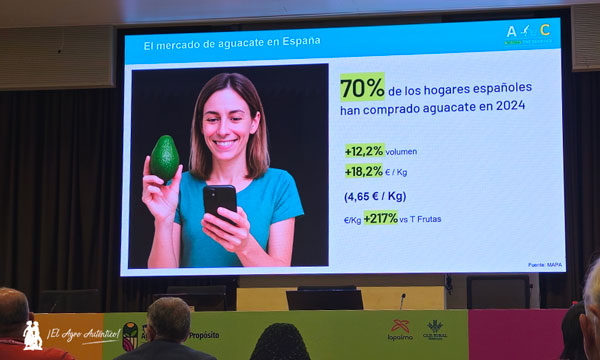 El mercado del aguacate en España / agroautentico.com