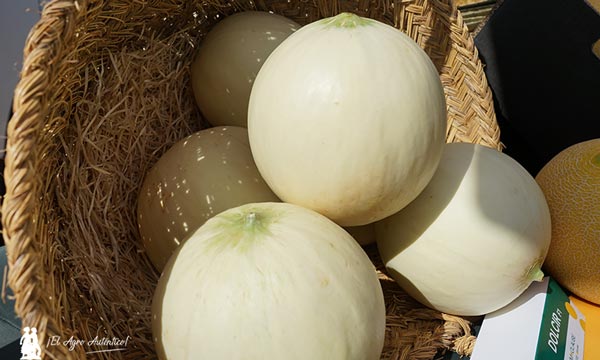 HM.Clause y su nueva especialidad en melón / agroautentico.com