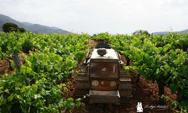 Finca experimental de Cepa Bosquet / agroautentico.com