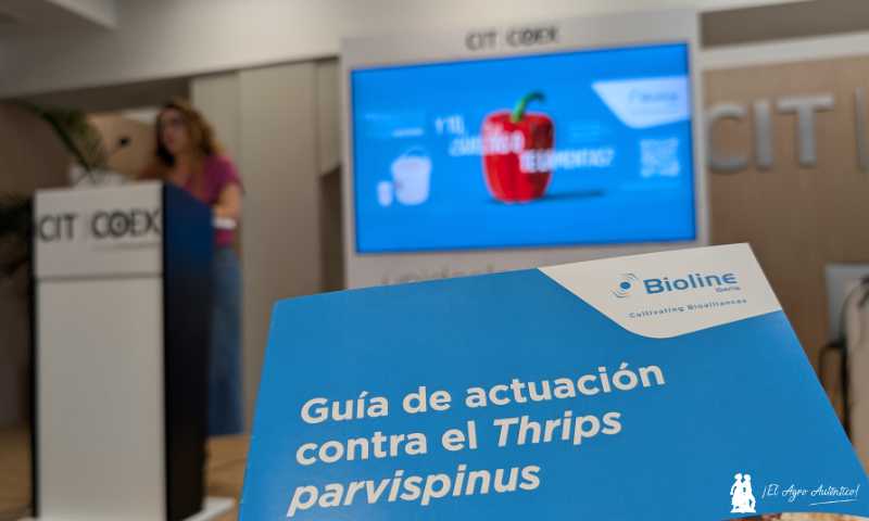 Guía de actuación de Bioline contra el Thrips parvispinus / agroautentico.com