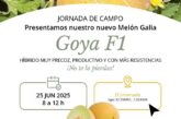 Día 25 de junio. Jornada de melón Galia de Takii Seed