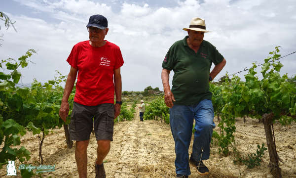 José Antonio Palop y Gabriel Bosquet entre viñas del valle de Laujar / agroautentico.com