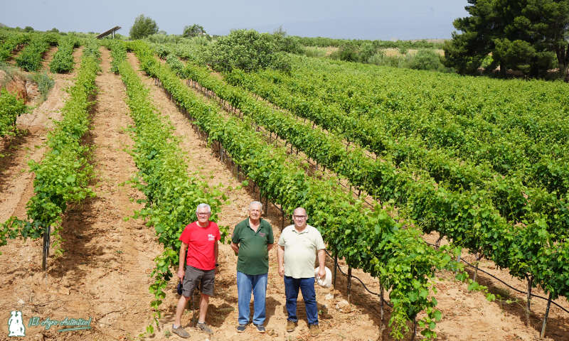 La vid en el valle de Laujar rejuvenece con Ecohigiene y Lupión y Rodríguez