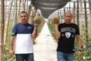 Los marquistas eligen Bobal ND