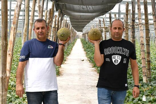 Los marquistas eligen Bobal ND