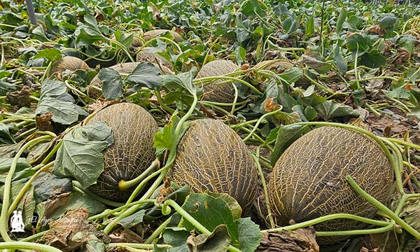 Melón Bobal ND para marquistas como Bollo / agroautentico.com
