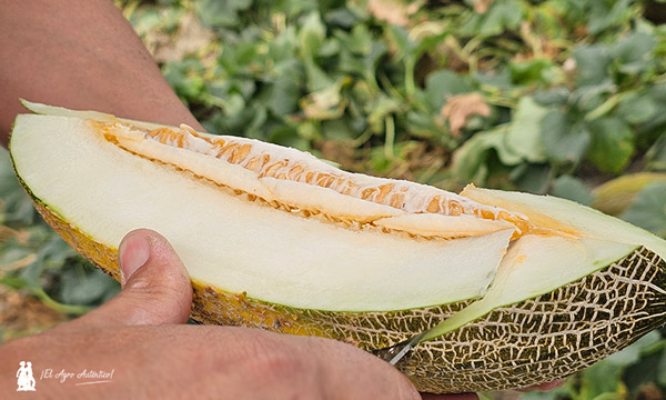 Melón Bobal ND para marquistas como Bollo / agroautentico.com