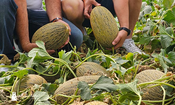 Bobal ND es un melón piel de sapo de Syngenta ideal para marquistas / agroautentico.com