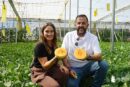 HM.Clause propone en melón una especialidad de corteza blanca y carne anaranjada