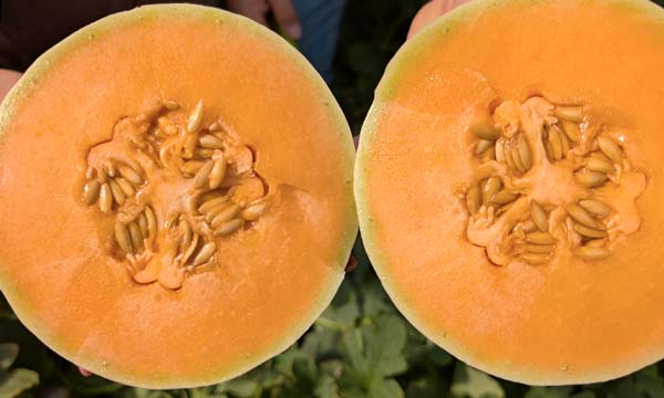 Carne naranja y corteza blanca. Nueva especialidad en melón de HM.Clause / agroautentico.com