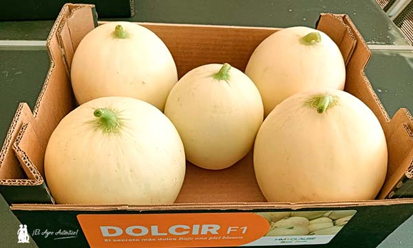 Melón Dolcir / agroautentico.com