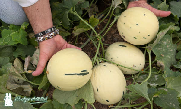 Melón Little Planet de Semillas Fitó cultivado por agricultores de Unica / agroautentico.com