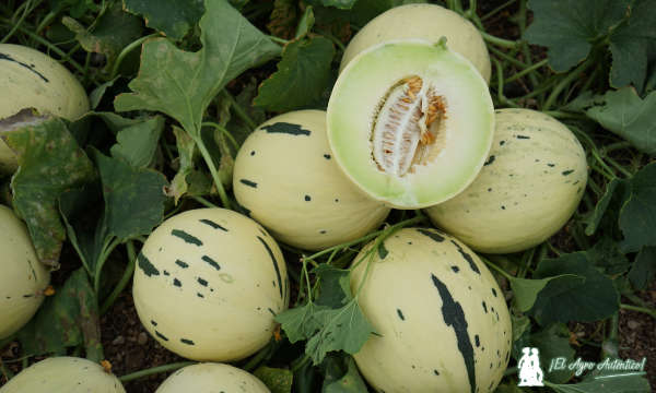 Melón Little Planet de Unica Group / agroautentico.com