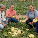 Melón Little Planet en invernaderos de Unica Group en Almería / agroautentico.com