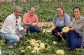 Unica da valor a una nueva categoría de fruta con el Little Planet de Fitó
