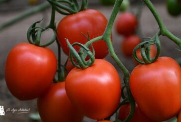 Níjar se convierte en el epicentro para la transformación tecnológica hortofrutícola