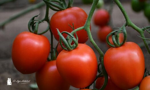 Níjar se convierte en el epicentro para la transformación tecnológica hortofrutícola 2
