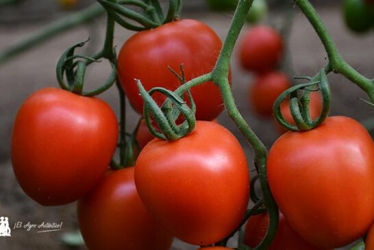 Níjar se convierte en el epicentro para la transformación tecnológica hortofrutícola