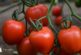 Níjar se convierte en el epicentro para la transformación tecnológica hortofrutícola