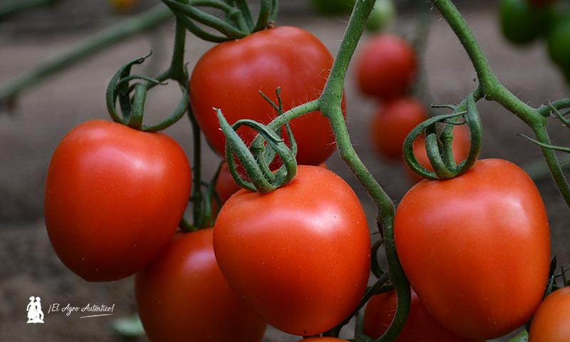 Níjar se convierte en el epicentro para la transformación tecnológica hortofrutícola