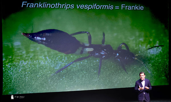 'Frankie' de Biobest. Nuevo bicho para control de Parvispinus / agroautentico.com