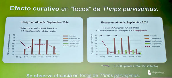 ‘Frankie’ de Biobest para control de los focos de thrips Parvispinus / agroautentico.com