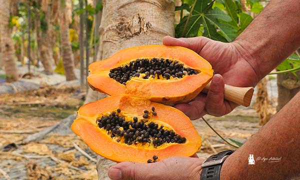 Papaya de invernaderos de Tierras de Almería / agroautentico.com