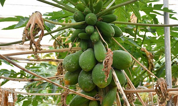 Barriga de papayas / agroautentico.com