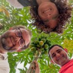 Papayas en Almería. Anecoop impulsa cultivos alternativos adaptados al cultivo bajo abrigo / agroautentico.com