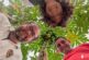 Anecoop lidera el cultivo de la papaya en Almería a través de Hortamar