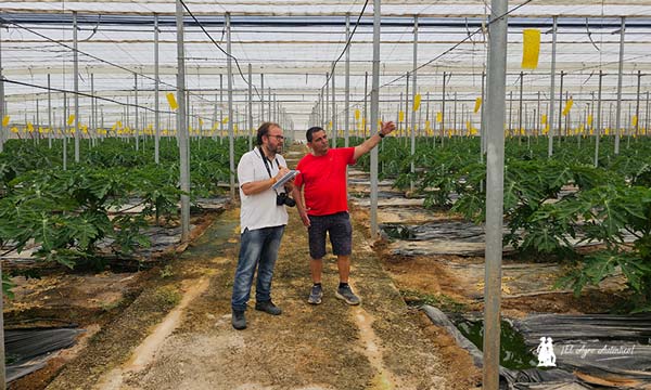 Emilio muestra a José Antonio Arcos cómo la apertura de las mallas de la cubierta mejoran la ventilación de la papaya de Anecoop / agroautentico.com