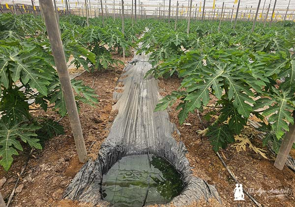 Bolsas de agua para mejorar la humedad ambiente en el invernadero / agroautentico.com