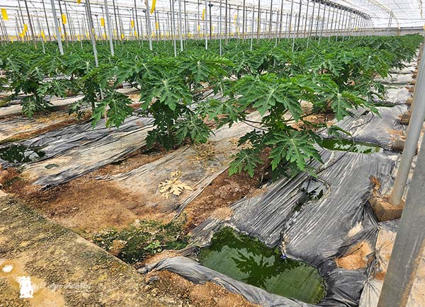 Bolsas de agua para mejorar la humedad ambiente en el invernadero / agroautentico.com