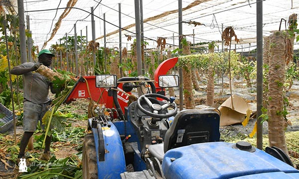 Trabajos de triturado de restos de poda en uno de los invernaderos de papaya / agroautentico.com