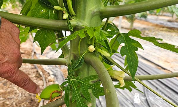 Cuajado de papayas / agroautentico.com