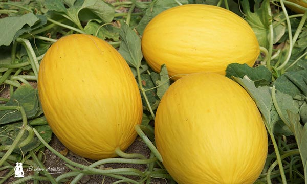 Ramiro Arnedo se estrena en melón amarillo con Bahamas y Nassau 3