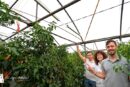 Luminarias para beneficiar al cultivo y a la fauna auxiliar