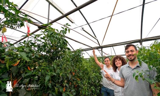 Rodrigo Vázquez, Anabel Contreras y David Romera muestran las luminarias del proyecto Smali / agroautentico.com