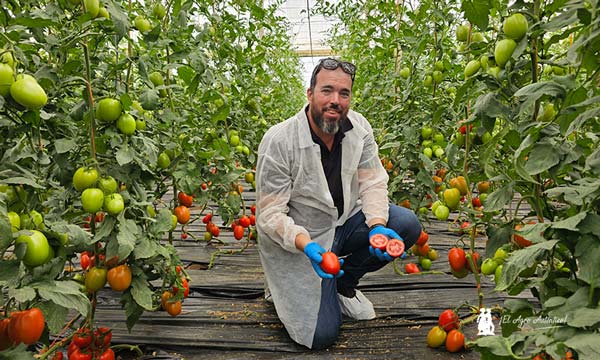Sargento con resistencias se llama tomate Centinela 6