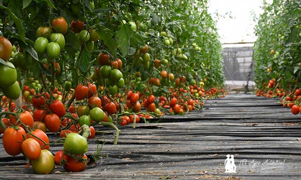 Sargento con resistencias se llama tomate Centinela 3