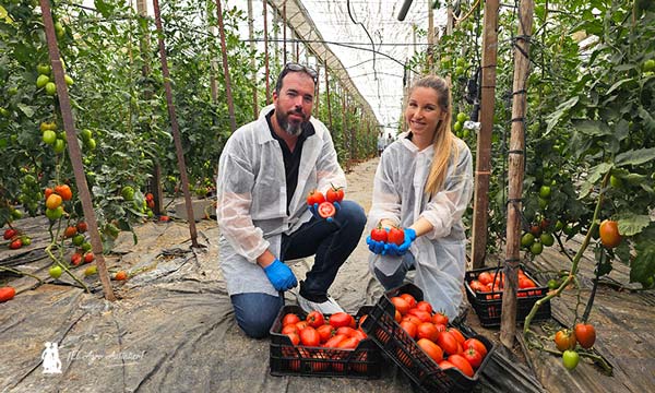 Sargento con resistencias se llama tomate Centinela 2