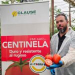 Sargento con resistencias se llama tomate Centinela