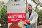 Sargento con resistencias se llama tomate Centinela