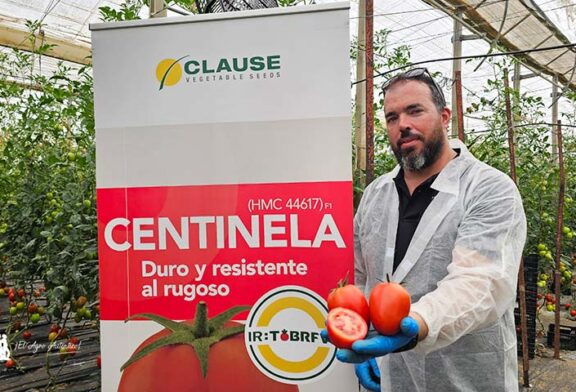 Sargento con resistencias se llama tomate Centinela