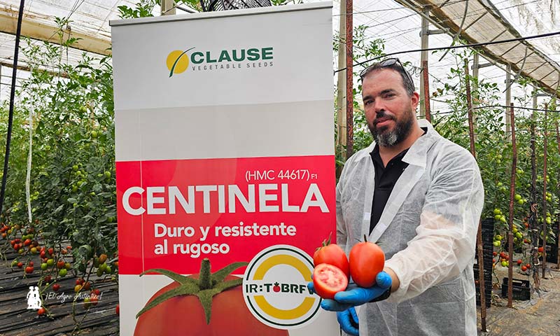 Sargento con resistencias se llama tomate Centinela