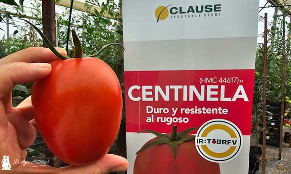 Sargento con resistencias se llama tomate Centinela 8