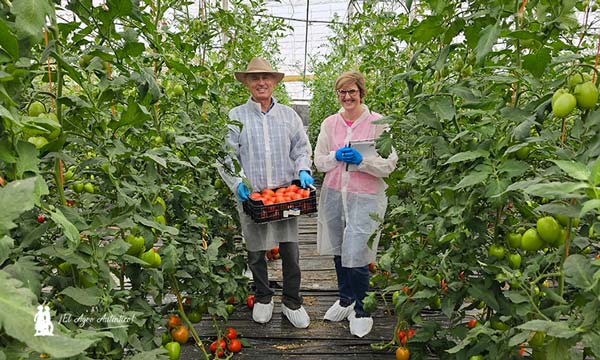 Sargento con resistencias se llama tomate Centinela 9