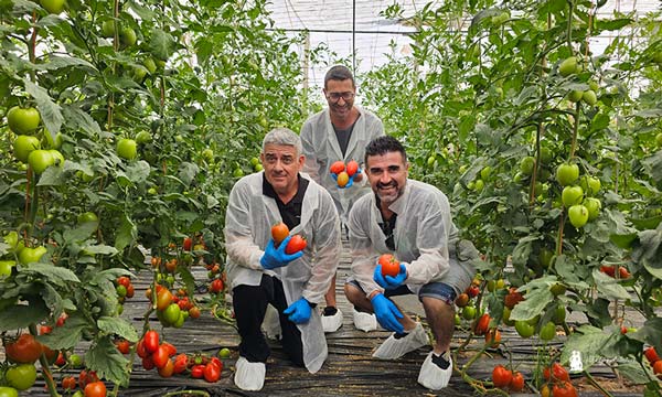 Sargento con resistencias se llama tomate Centinela 11