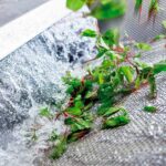 Un informe de la EFSA refuerza el modelo de desinfección del Sistema Citrocide ® Fresh-Cut