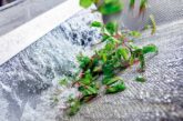 Un informe de la EFSA refuerza el modelo de desinfección del Sistema Citrocide ® Fresh-Cut